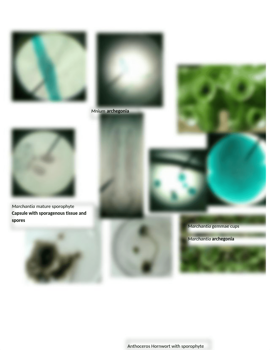 Botany Lab Practical_d5m0ffvsyv7_page5