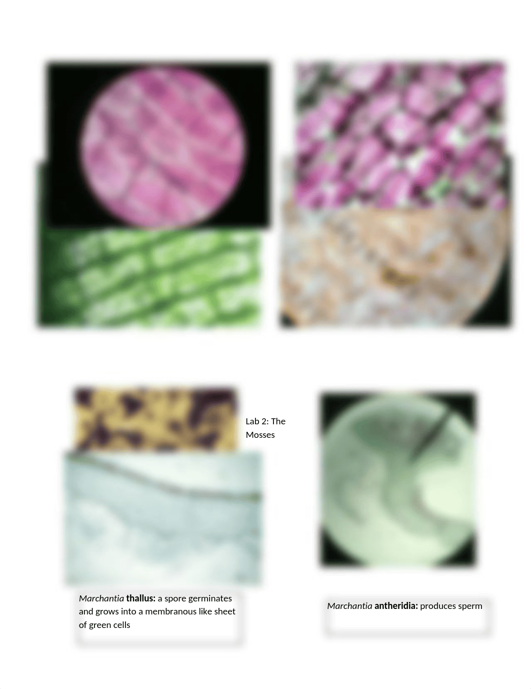 Botany Lab Practical_d5m0ffvsyv7_page3