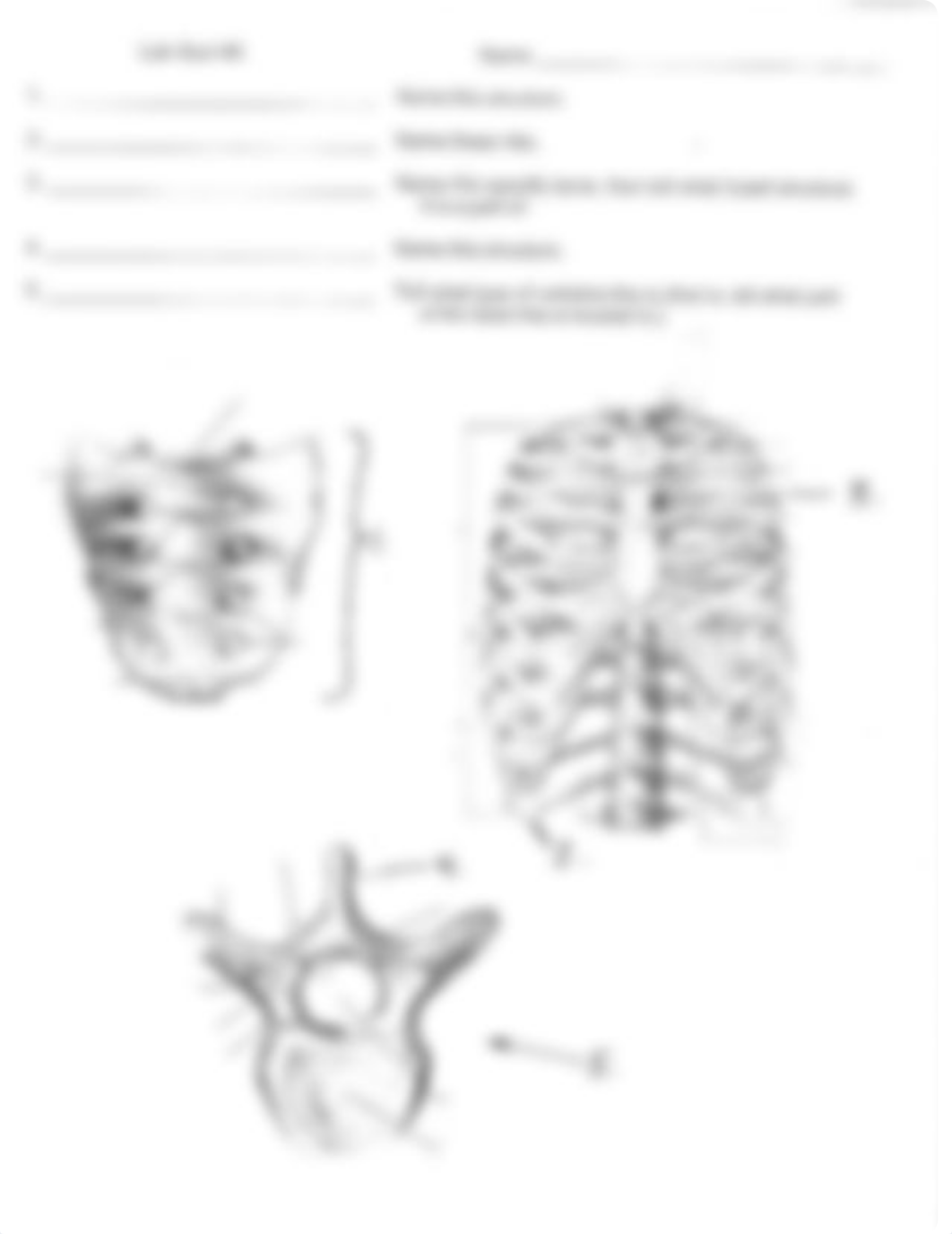 Lab Quiz 5 (A&P1)_d5m6m64shem_page2