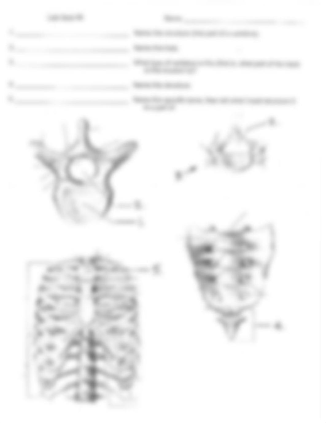 Lab Quiz 5 (A&P1)_d5m6m64shem_page1