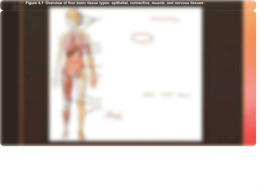 Lab_2_Epithelial_Tissues.pdf_d5moyybos8t_page3