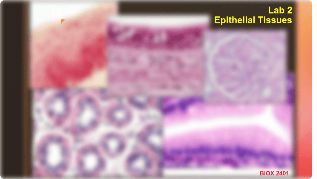 Lab_2_Epithelial_Tissues.pdf_d5moyybos8t_page1