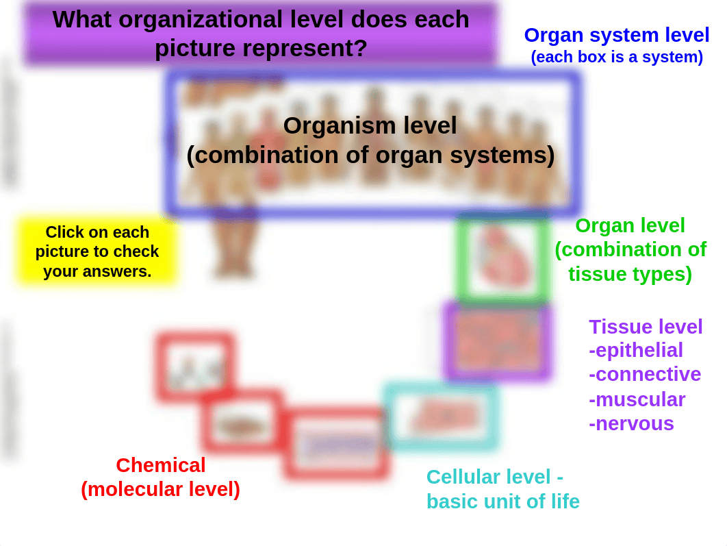 Lab Ch 1 Organization Human Body_d5n4ns2qnrl_page4