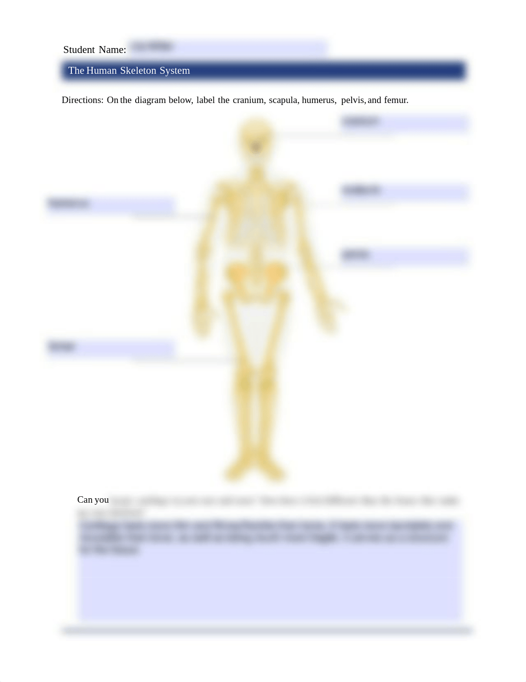 Human Skeleton System - Lily Miller.pdf_d5o2nnnq5em_page1