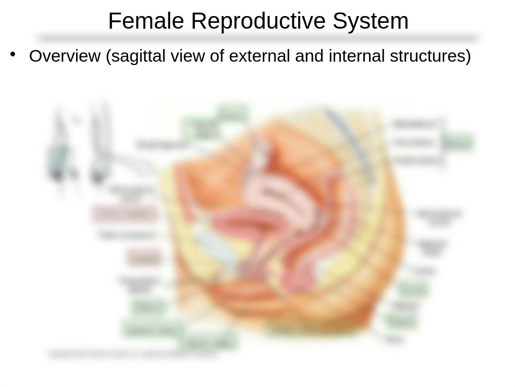 Chapter 28 - reproductive systems.ppt_d5ojvp7fz64_page2