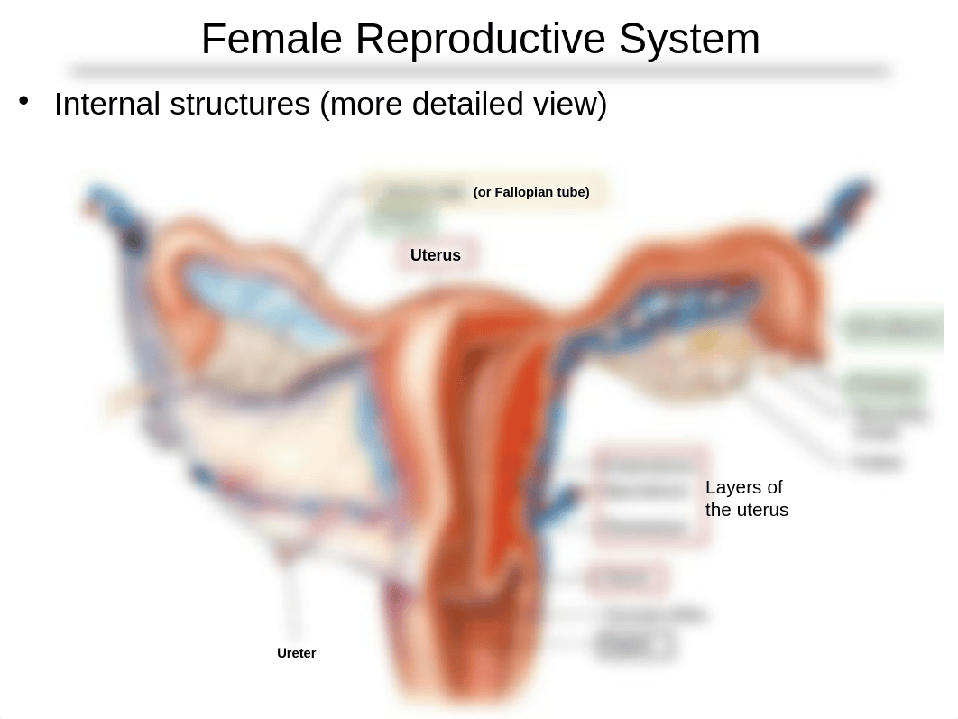 Chapter 28 - reproductive systems.ppt_d5ojvp7fz64_page5