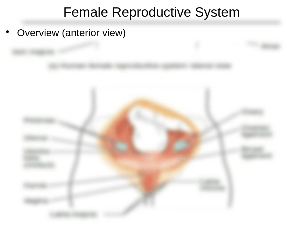 Chapter 28 - reproductive systems.ppt_d5ojvp7fz64_page3