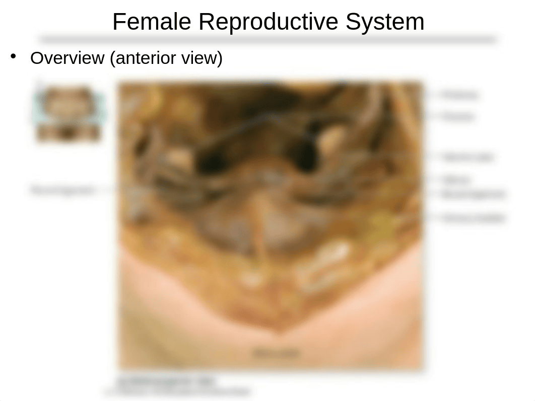 Chapter 28 - reproductive systems.ppt_d5ojvp7fz64_page4