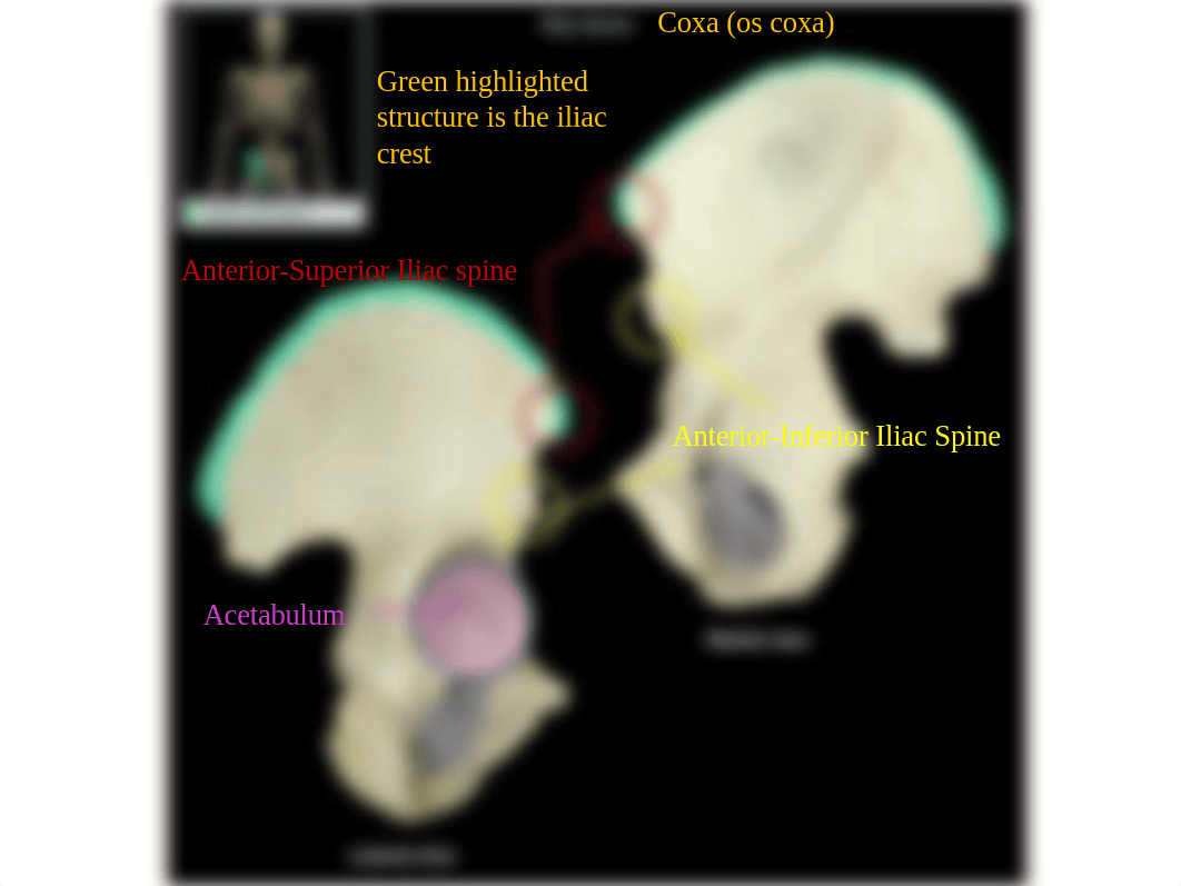 Bones_of_Pelvic_Girdle_and_Leg.pptx_d5pc7oppiyp_page3