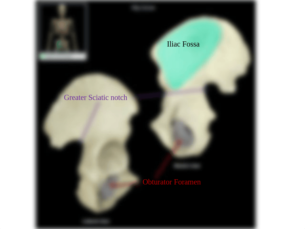 Bones_of_Pelvic_Girdle_and_Leg.pptx_d5pc7oppiyp_page4