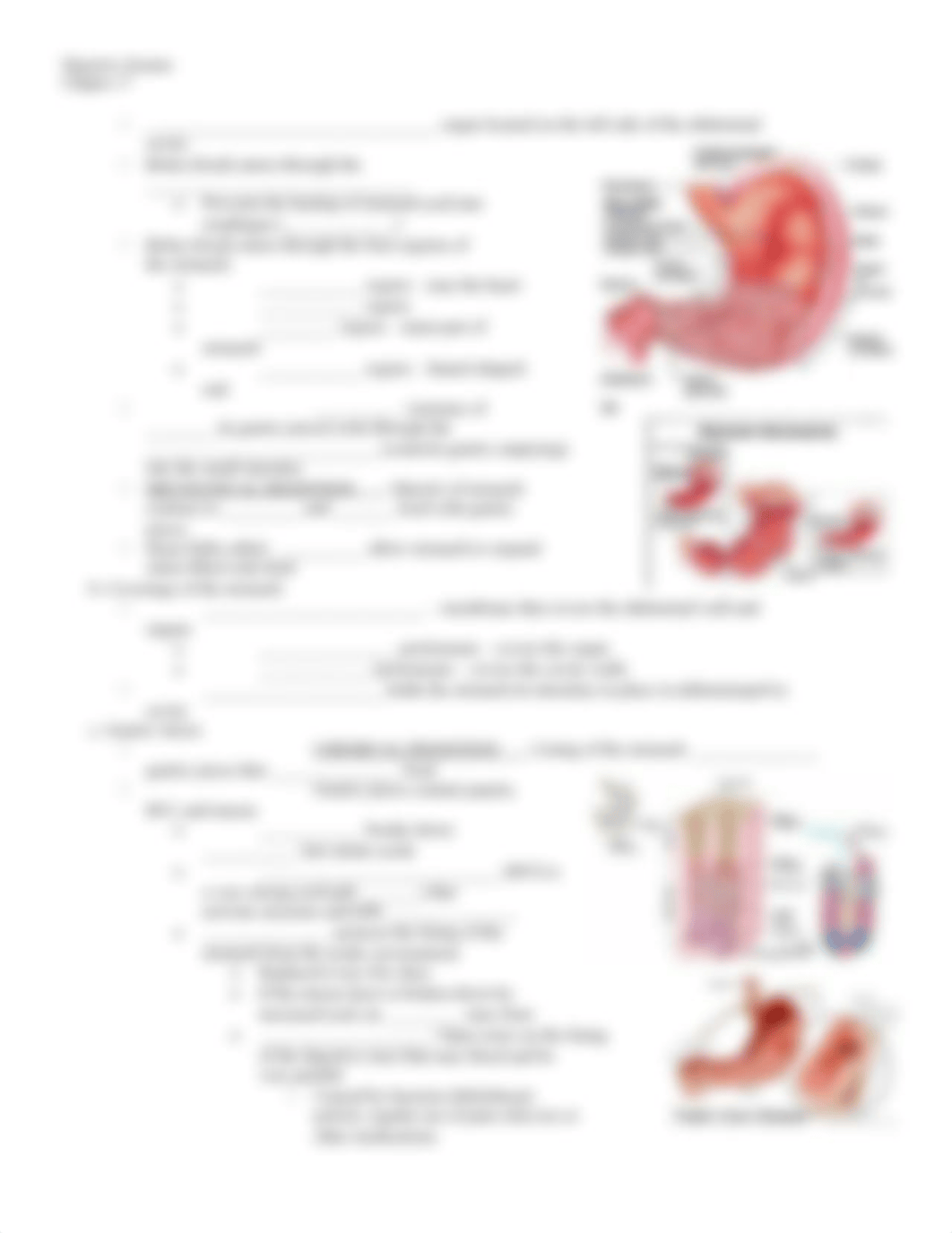 Anatomy Chapter 17 Digestive System Note blanks.docx_d5pfn1dgsqb_page3