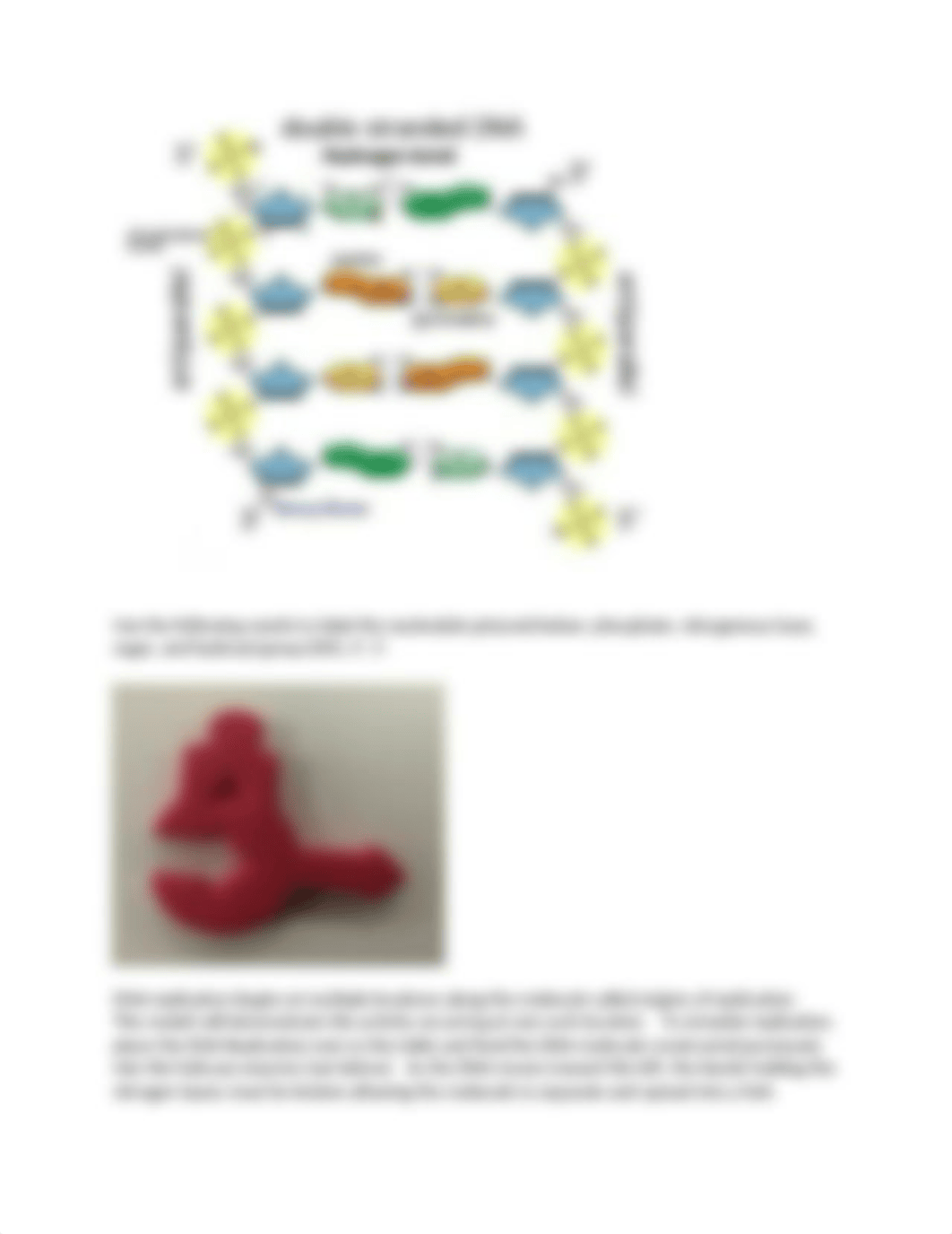 DNA Replication Lab.docx_d5prhmle41n_page2