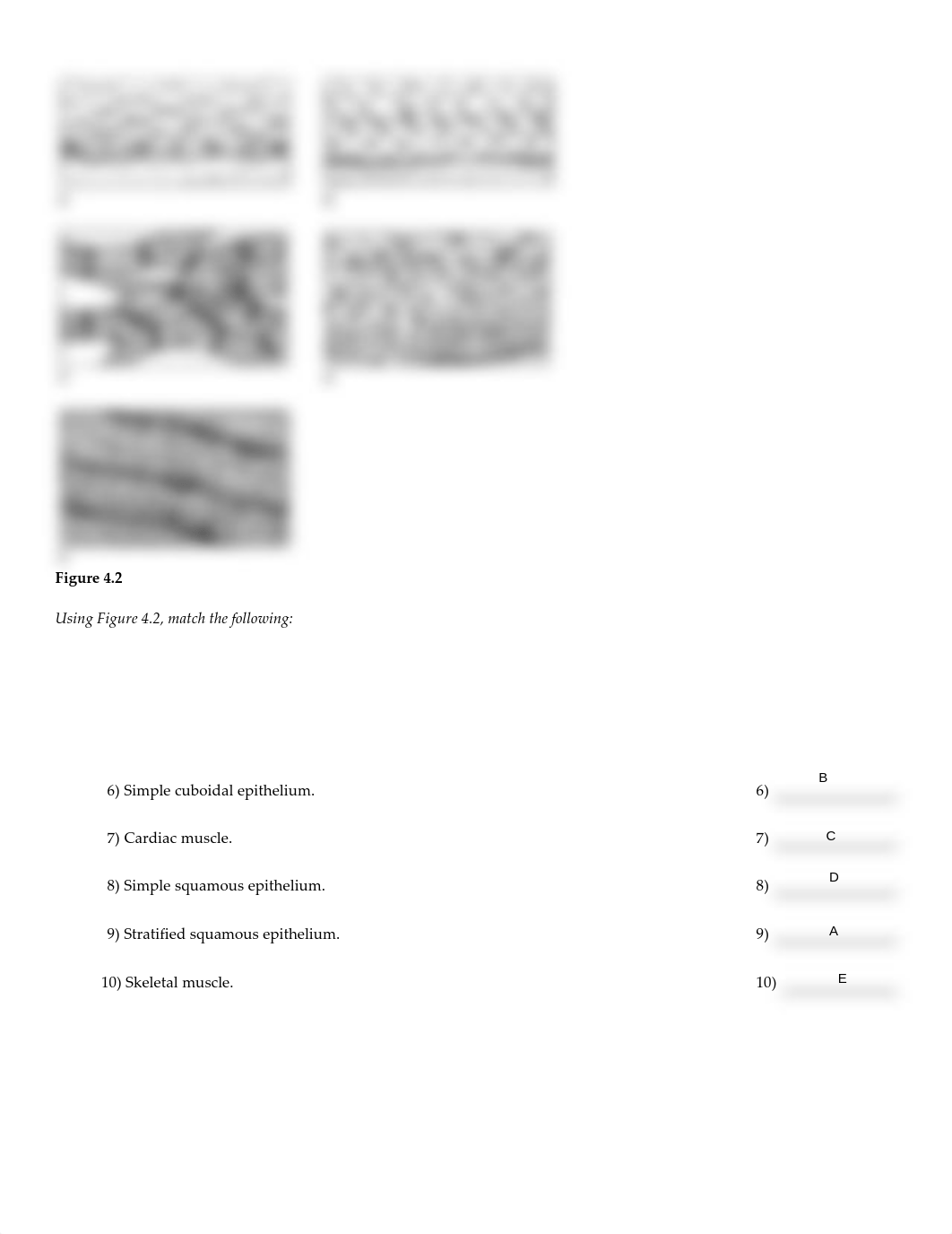 Bio_226_-_Alternate_HW_Assignment_for_Chapter_4_no_answers_-_Fall_2020.pdf_d5py6y6hpp7_page2