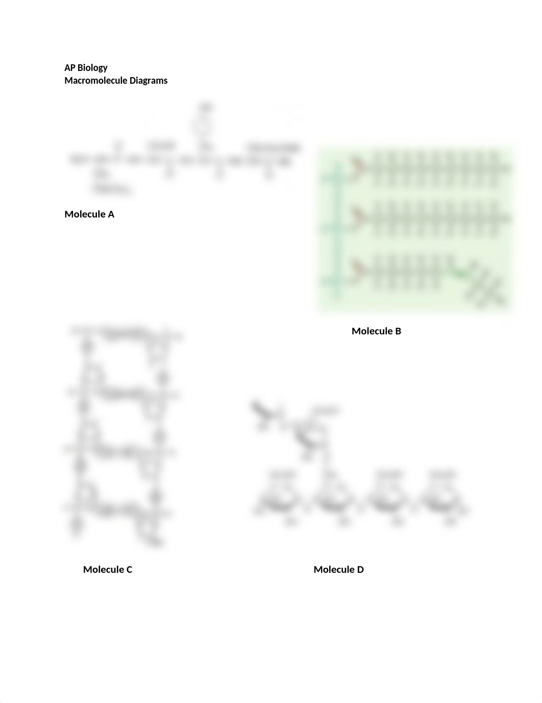 AP Biology macromolecule practice (1).docx_d5q0l35o3en_page1