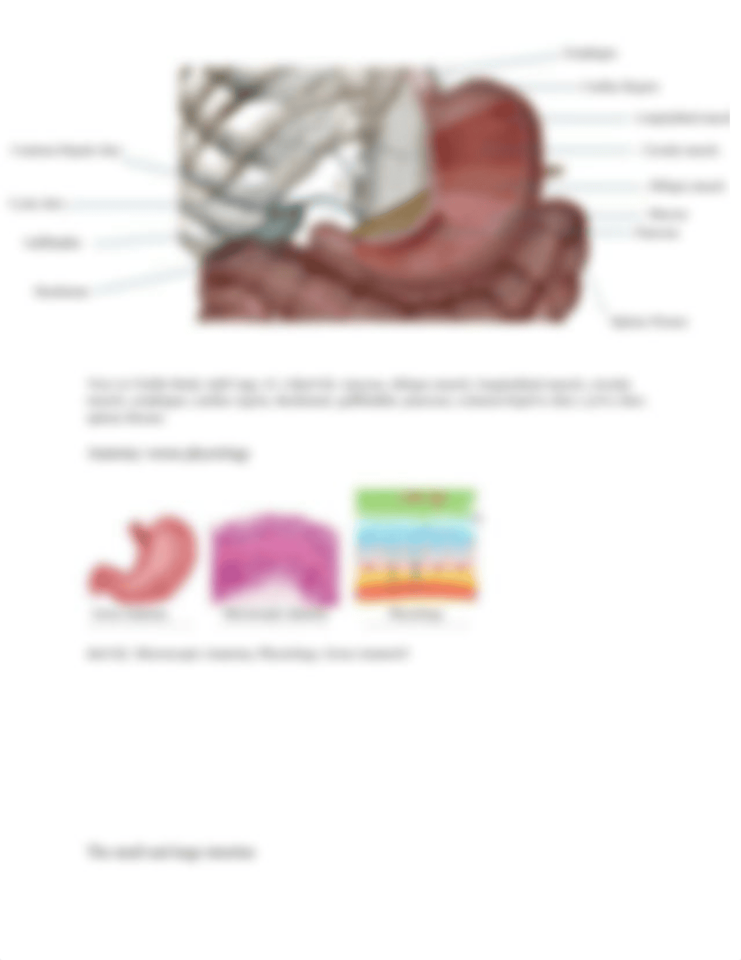 DIGESTIVE SYSTEM LAB(1).pdf_d5q8w4gkf6w_page5