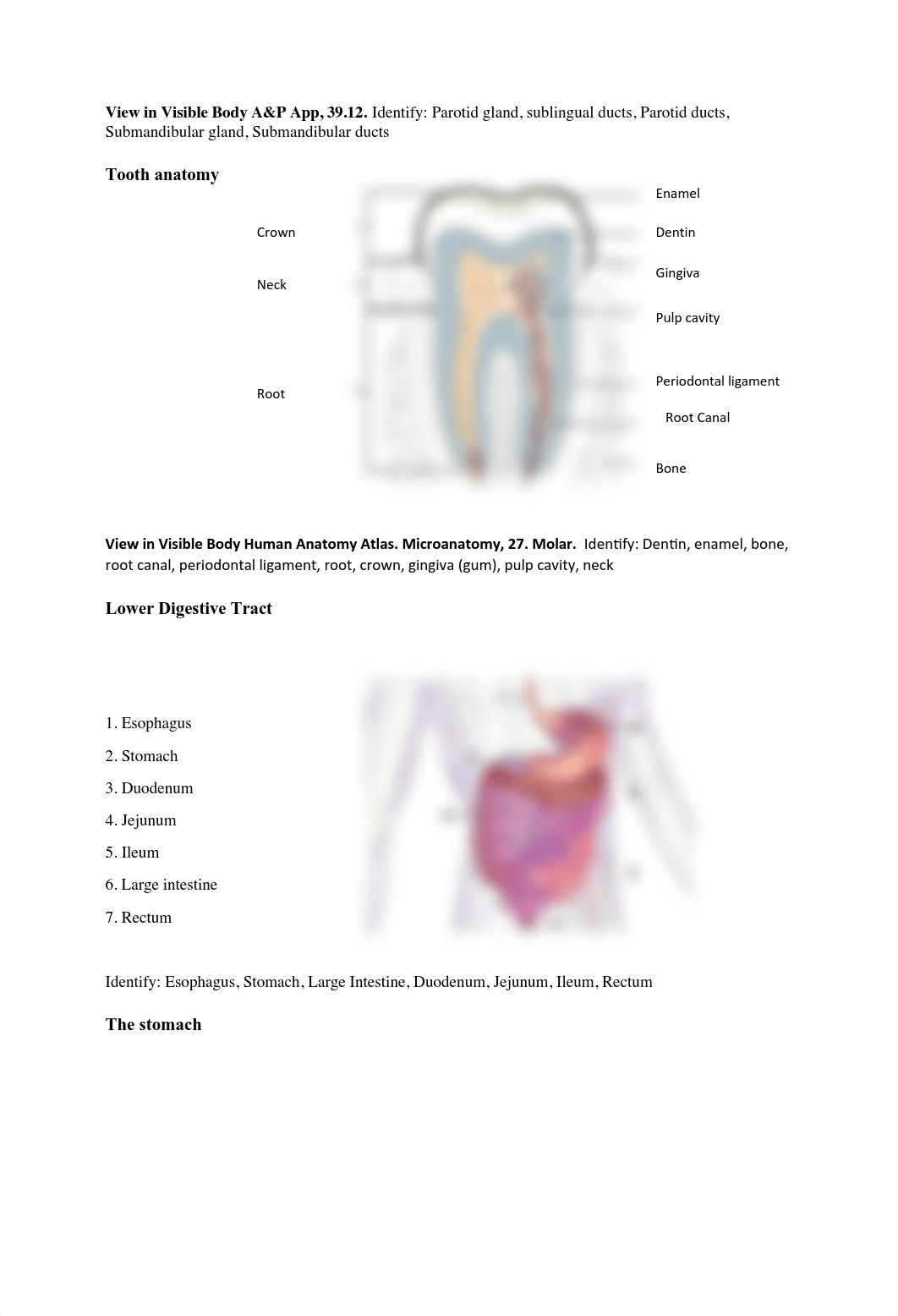 DIGESTIVE SYSTEM LAB(1).pdf_d5q8w4gkf6w_page4