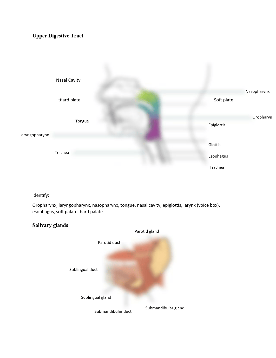 DIGESTIVE SYSTEM LAB(1).pdf_d5q8w4gkf6w_page3