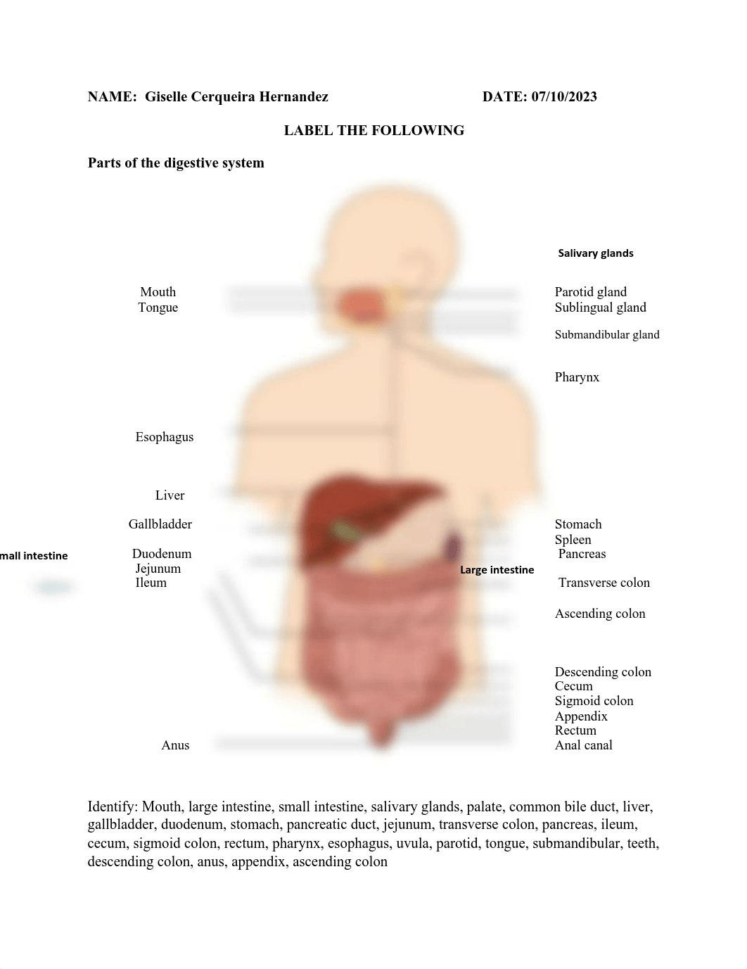 DIGESTIVE SYSTEM LAB(1).pdf_d5q8w4gkf6w_page1