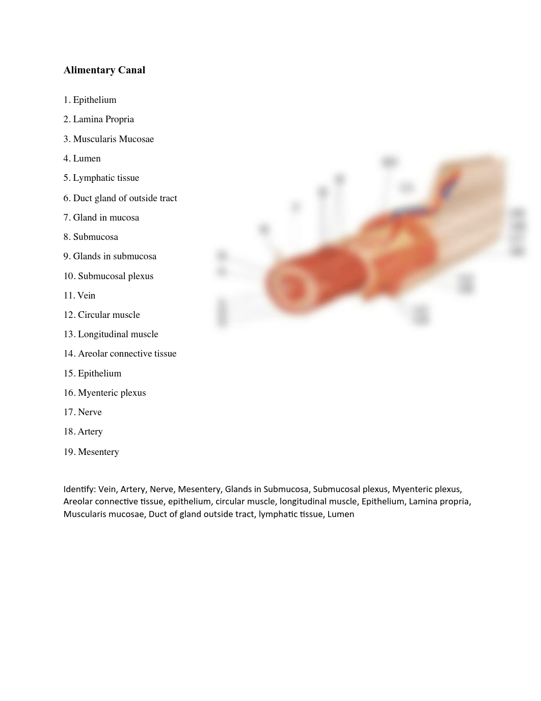 DIGESTIVE SYSTEM LAB(1).pdf_d5q8w4gkf6w_page2