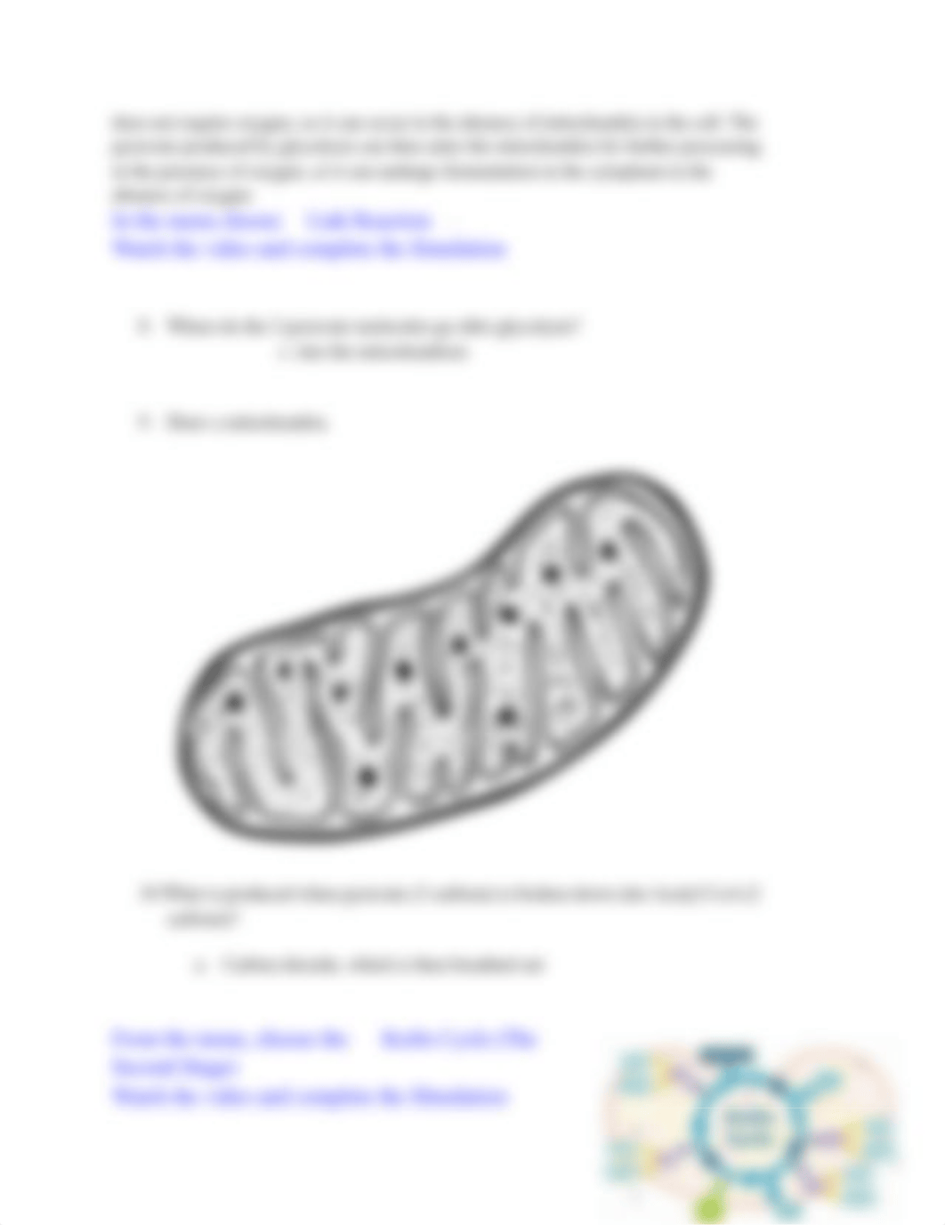 BiomanCellularRespirationInteractiveSimulationWorksheet-1.docx_d5qbbzvo9df_page2