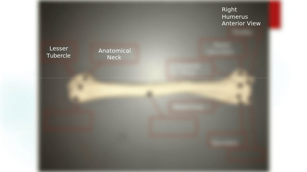 BIO 201 Bone Atlas Example.pptx_d5r31jbvyd8_page3