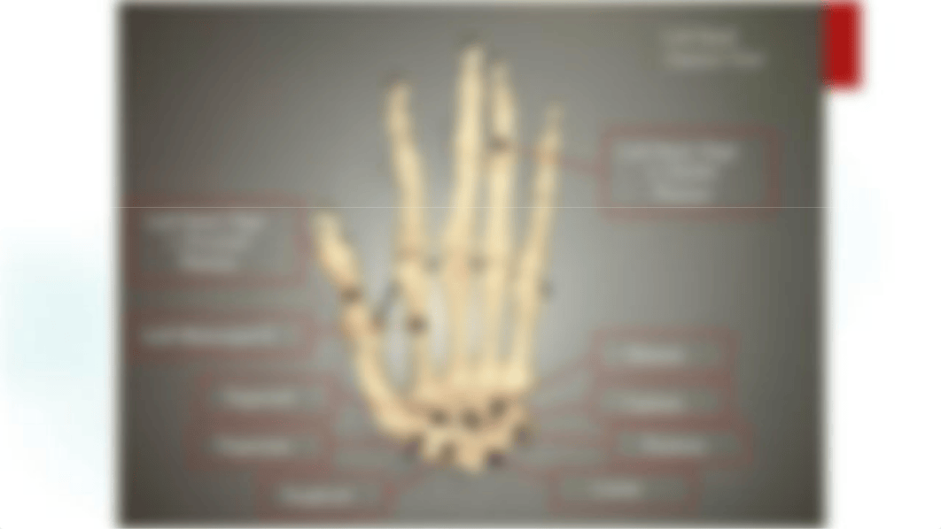 BIO 201 Bone Atlas Example.pptx_d5r31jbvyd8_page4