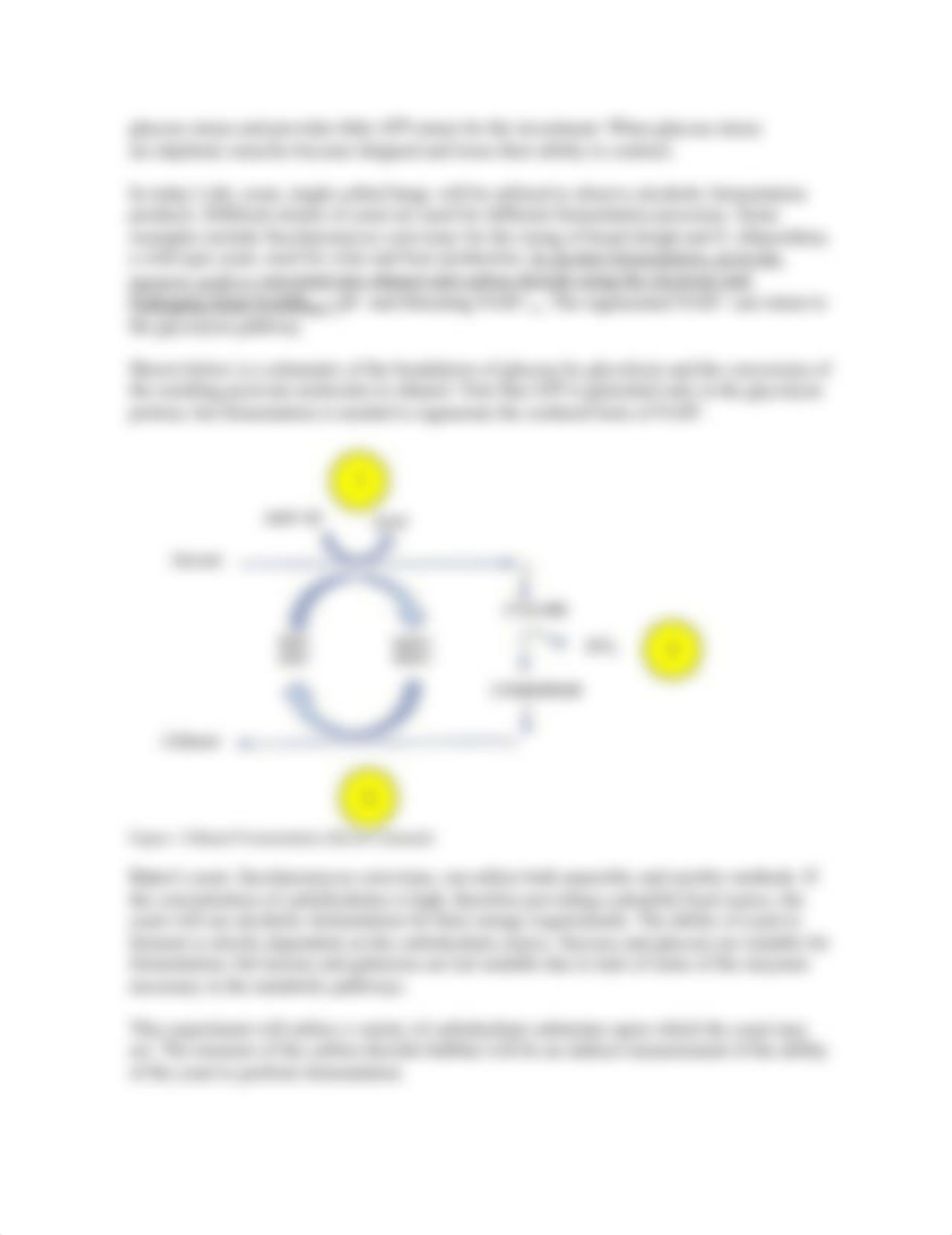 Virtual Yeast Fermentation Lab Part 1.docx_d5rguwulzzj_page2