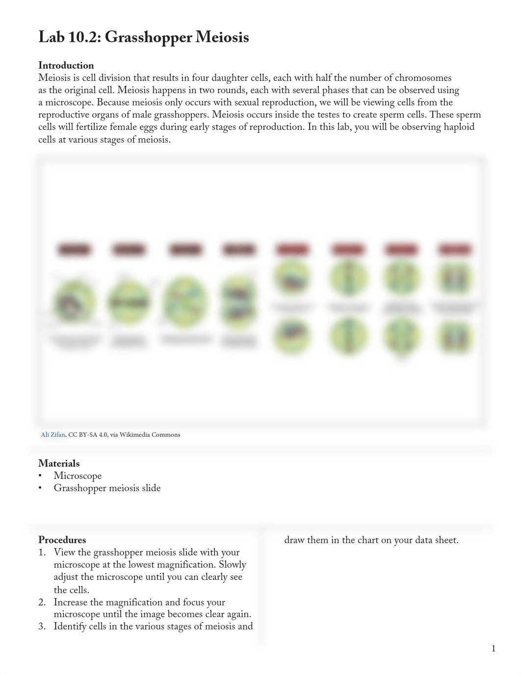 Grasshopper Meiosis-1.pdf_d5s9eircq2l_page1