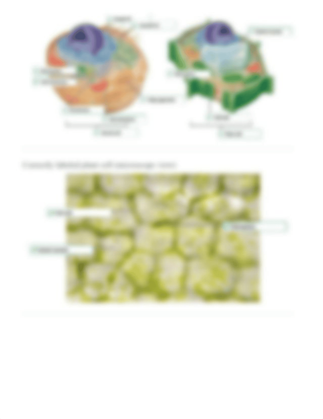 Lab (ch4) Cell Structure Examining Plant and Animal Cells.pdf_d5snezajw1z_page2