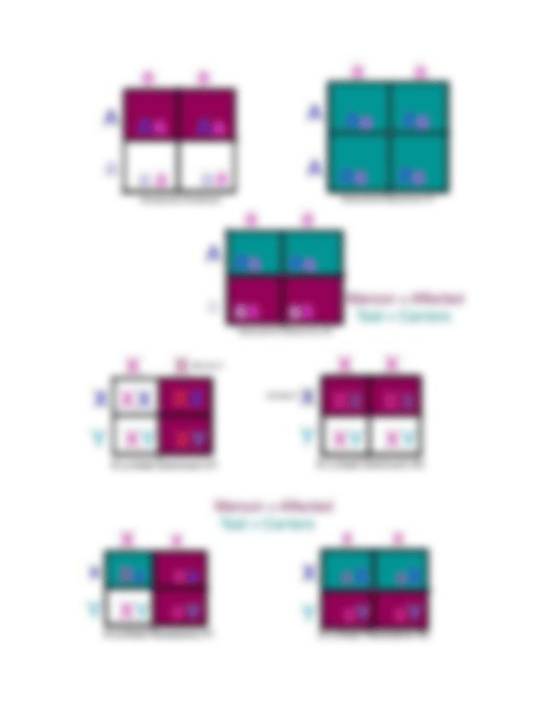 Punnett%20Square%20and%20Pedigree%20Answers%20in%20Exam%20#3%20Study%20Guide_d5tgfx2dr80_page2