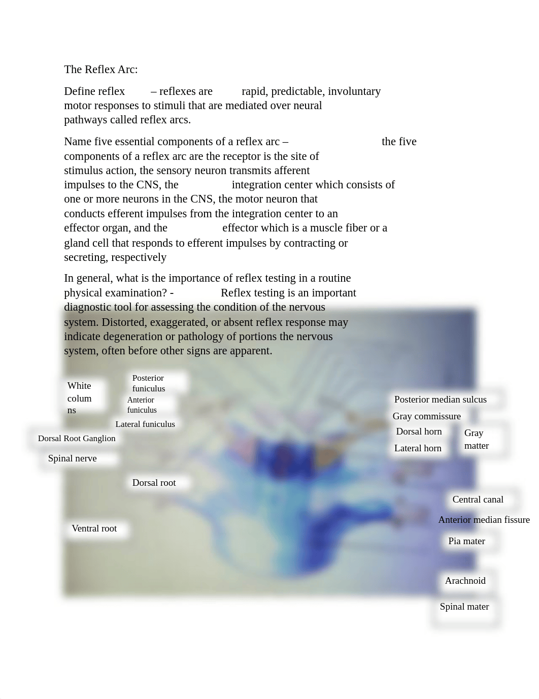 Spinal Cord Lab Work.docx_d5tj8r5pl3k_page1