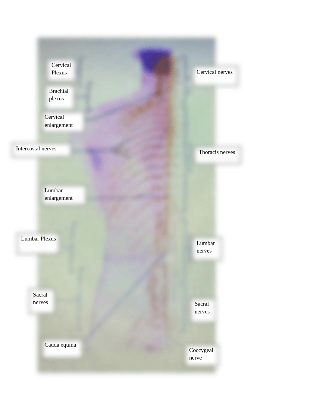 Spinal Cord Lab Work.docx_d5tj8r5pl3k_page3