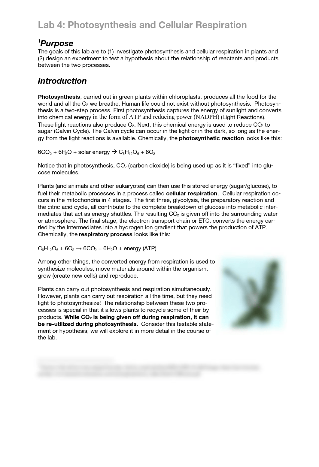 Lab 4 Photosynthesis-updatedAug20.pdf_d5tm78rta7r_page1