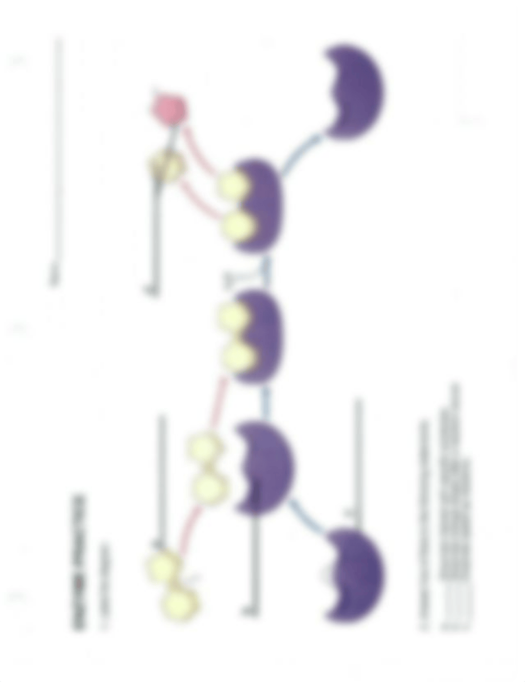 BIOL 1108 Lab Exercise 7- Enzymes worksheet (1).pdf_d5tpp8kz1x2_page1