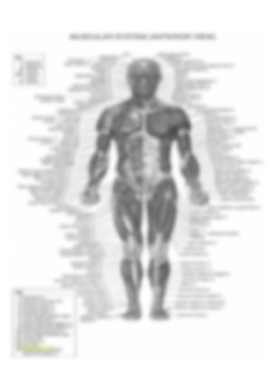 human-body-organs-picture-anatomy-human-body-notes-steven-hill-of-human-body-organs-picture.jpg_d5u5a6kl7ci_page1