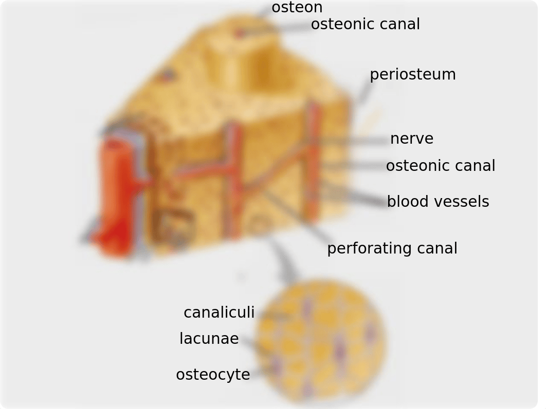 BIO 201 Lab 4 Appendicular skeleton.ppt_d5ub80pfr4q_page4