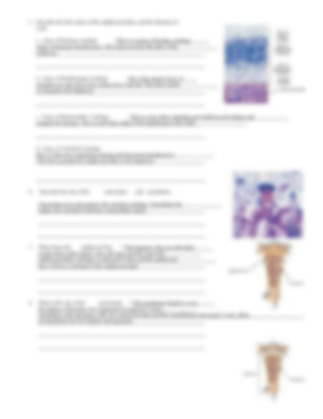 bone growth and remodeling chp 6 - Copy.doc_d5uzcgvxs5s_page2