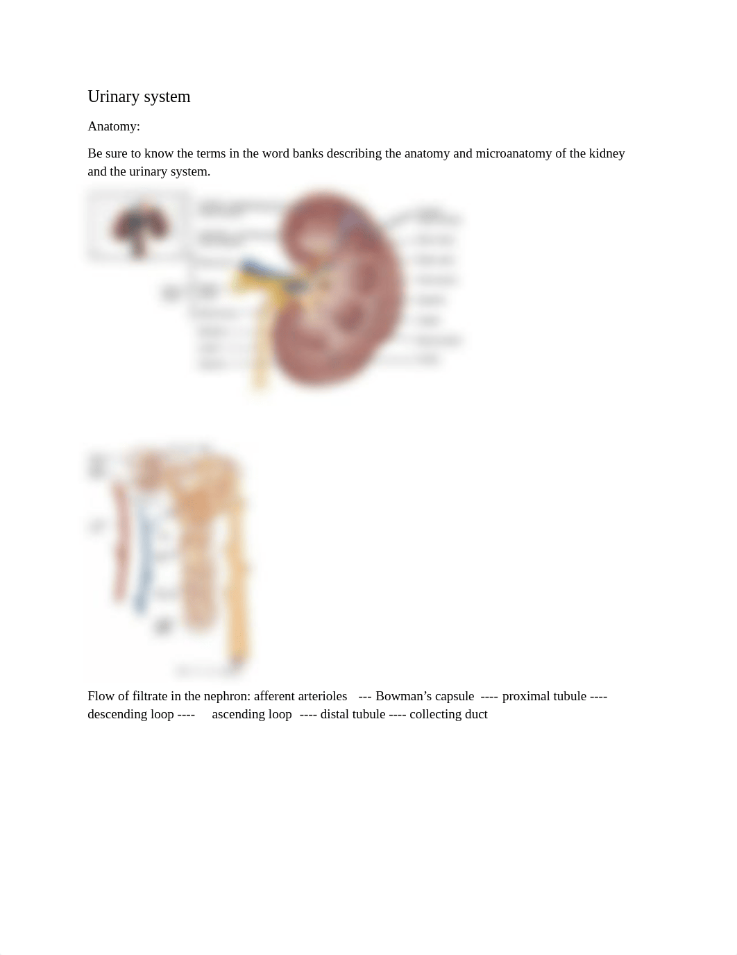 A&P 2 final lab exam study guide 2021.docx_d5uzrl2ixnm_page2