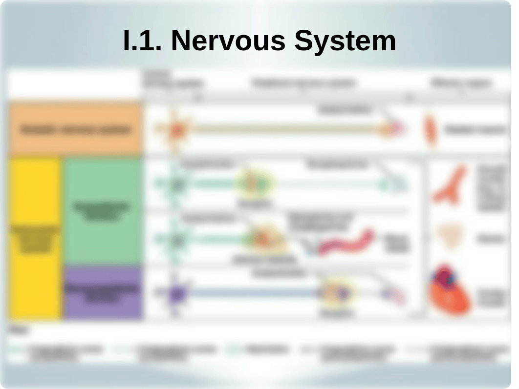 Cardiovascular Exam 1.5_ Pharmacology_ Cardiovascular Autonomics (Chen).pptx_d5v50pq3n99_page4