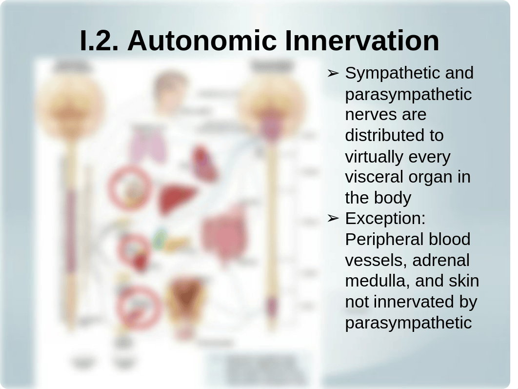 Cardiovascular Exam 1.5_ Pharmacology_ Cardiovascular Autonomics (Chen).pptx_d5v50pq3n99_page5