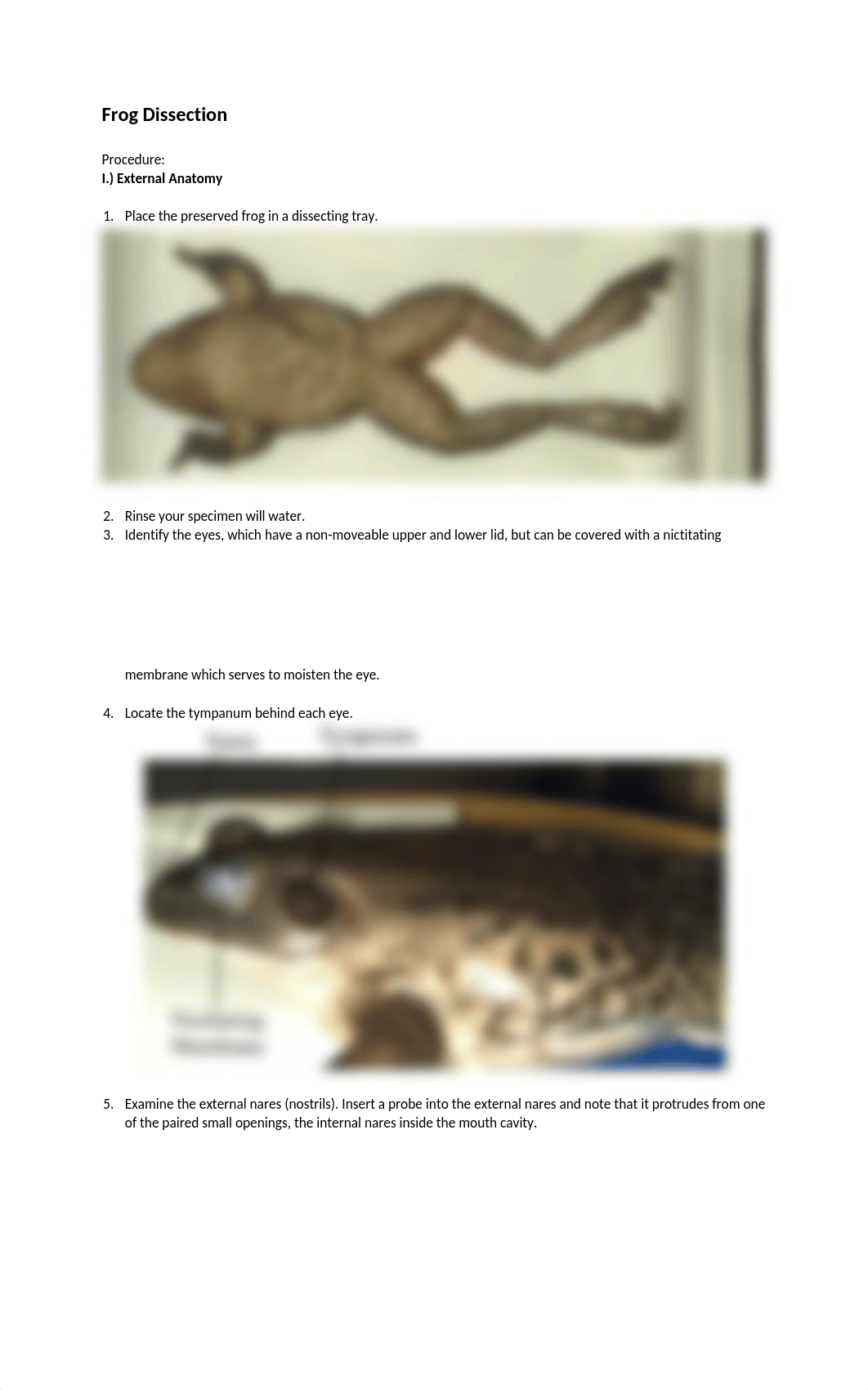 Frog Dissection Guide(1).docx_d5wp0qrwvvd_page1