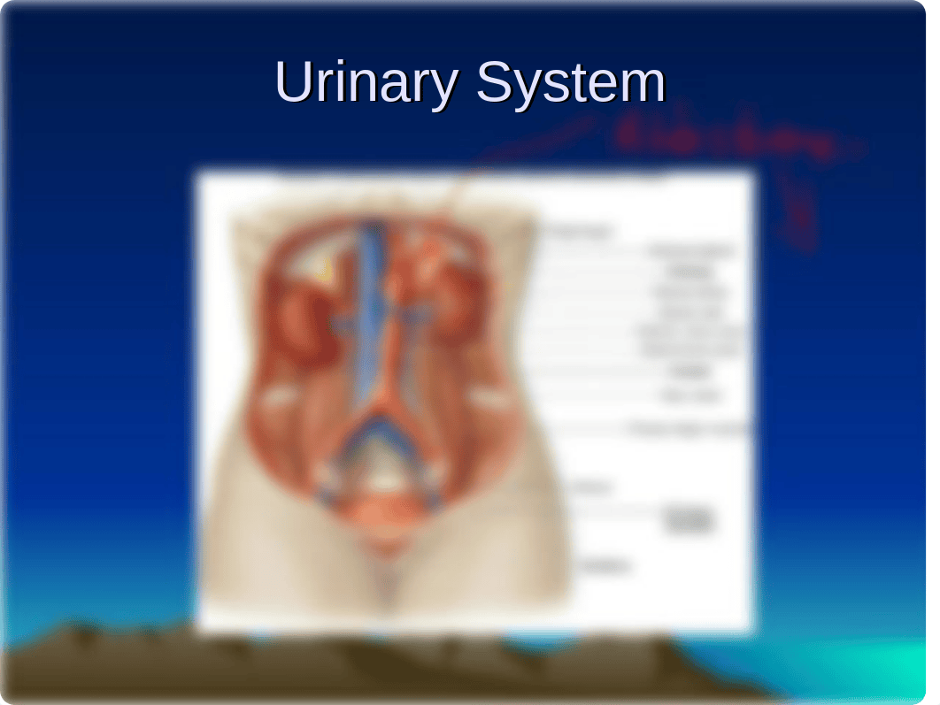 Urinary system-'11.ppt_d5xhs0hkpym_page2