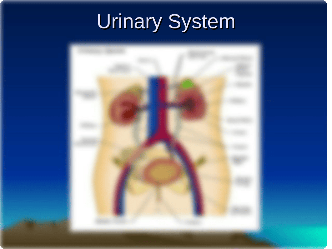 Urinary system-'11.ppt_d5xhs0hkpym_page1