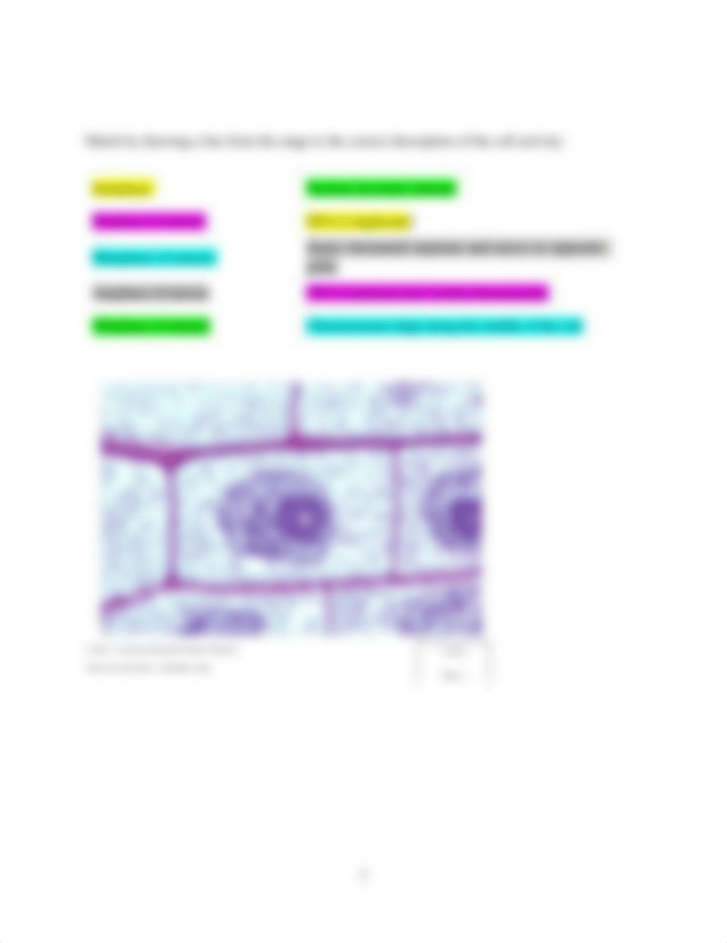 Biology 100 Cell Cycle Laboratory Revised 7-2020.docx_d5xm1wglnpt_page2