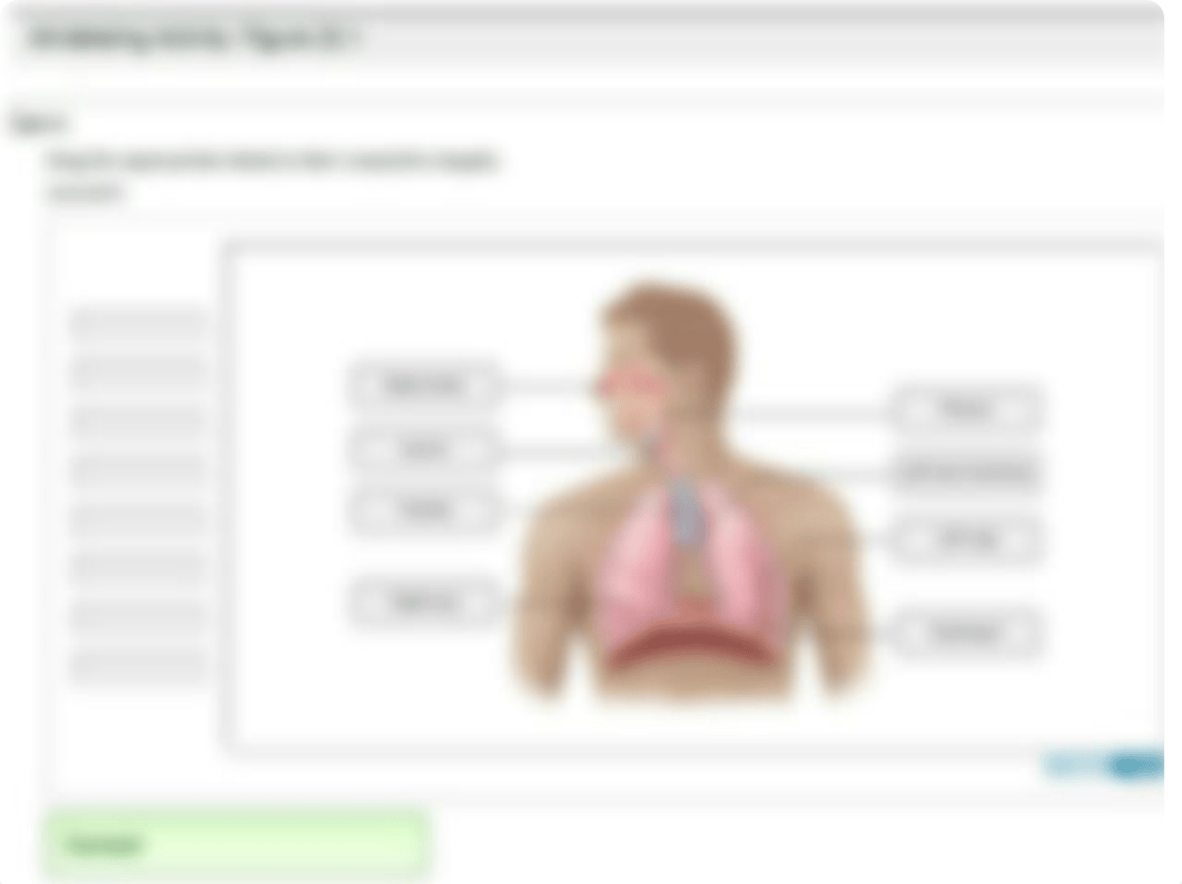 Respiratory Anatomy_d5y7kj47843_page3