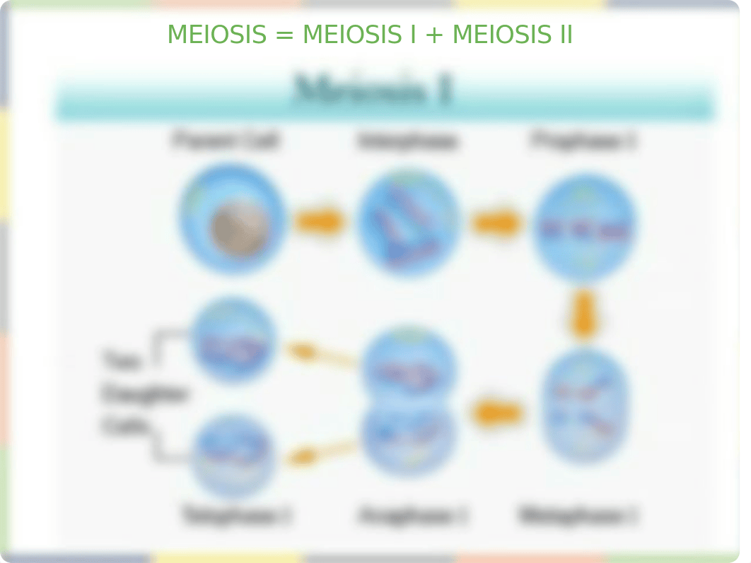 chapter 7 Meiosis PPT.pptx_d5zf0ds78fg_page4