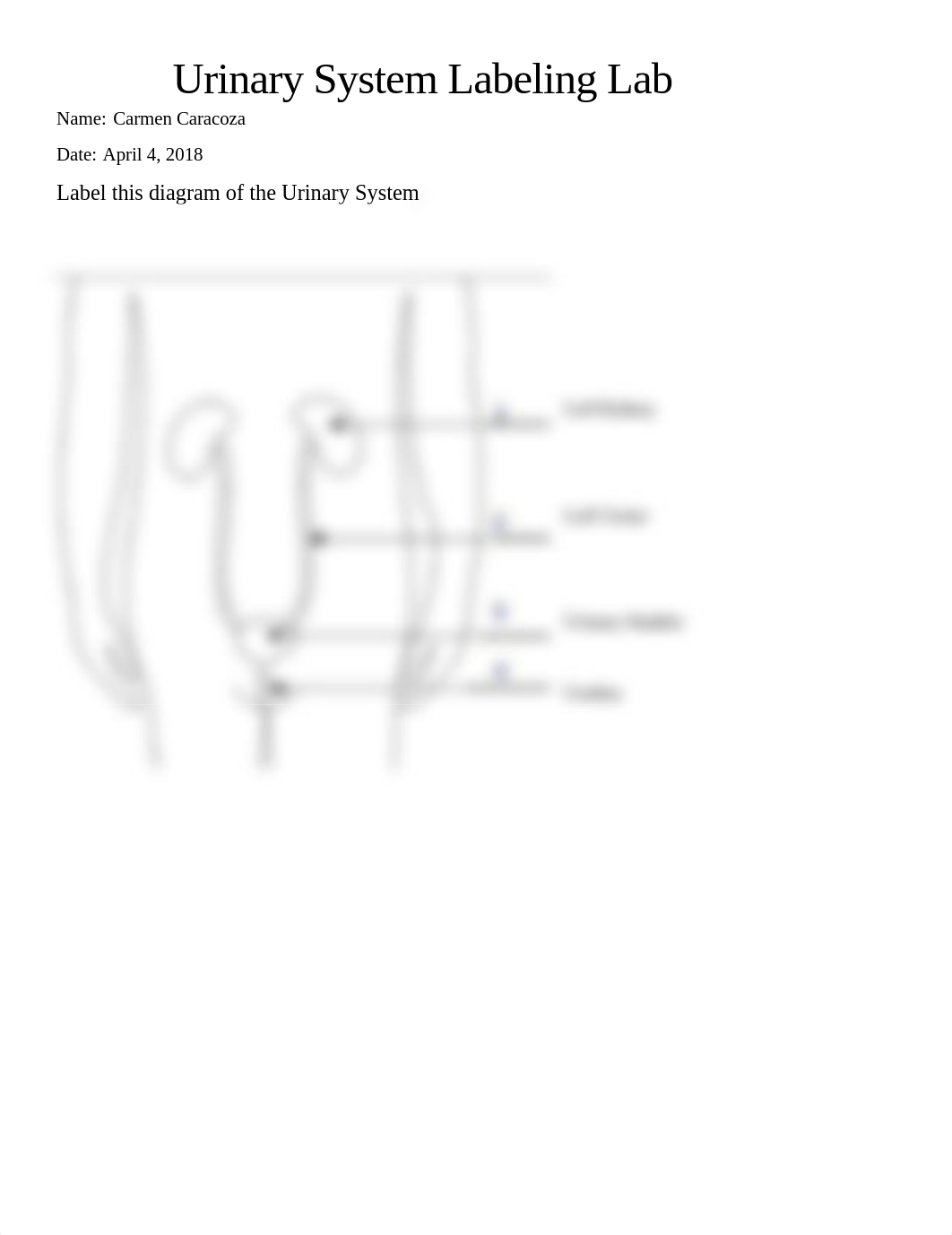 Urinary System Labeling C.Caracoza.docx_d619o0big7o_page1