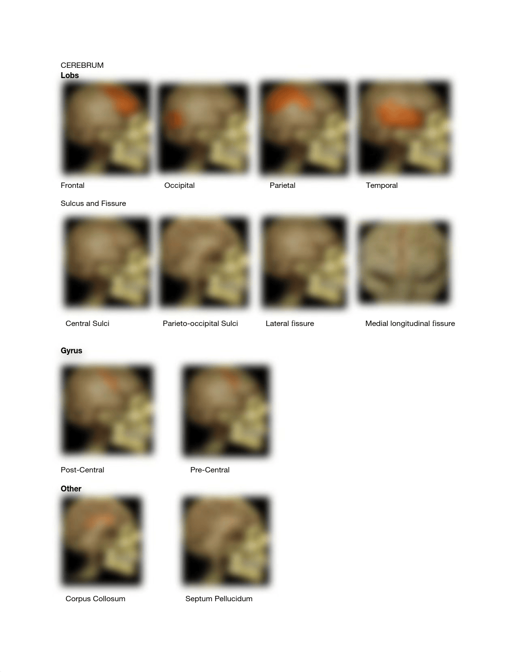 CNS and Skeletal Study Guide.pdf_d61k4zzx5mz_page1