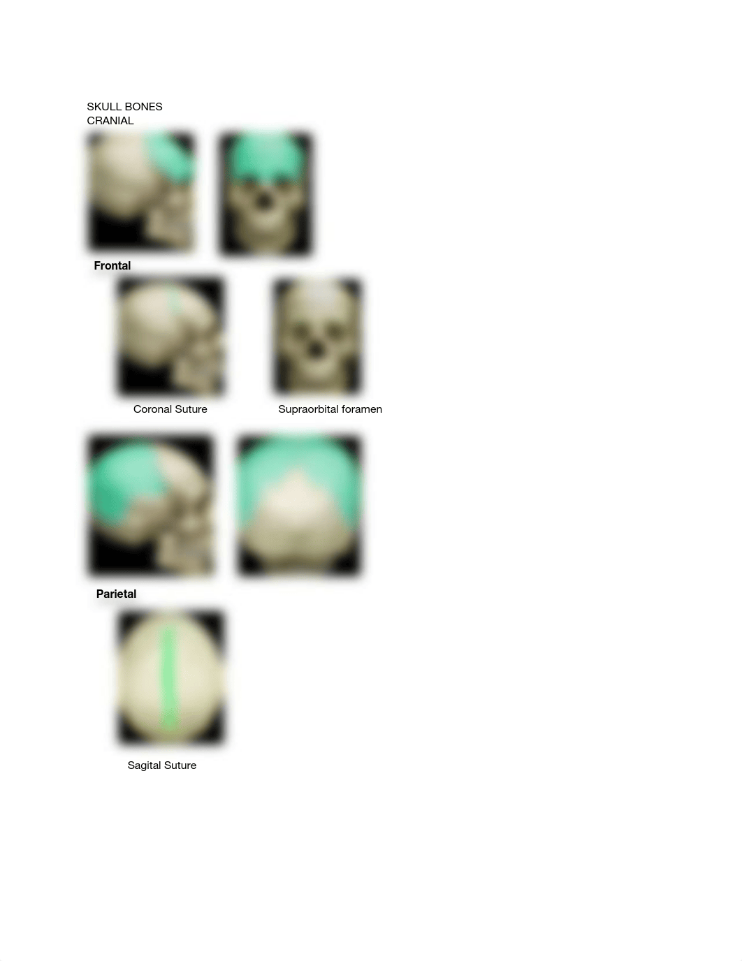 CNS and Skeletal Study Guide.pdf_d61k4zzx5mz_page4