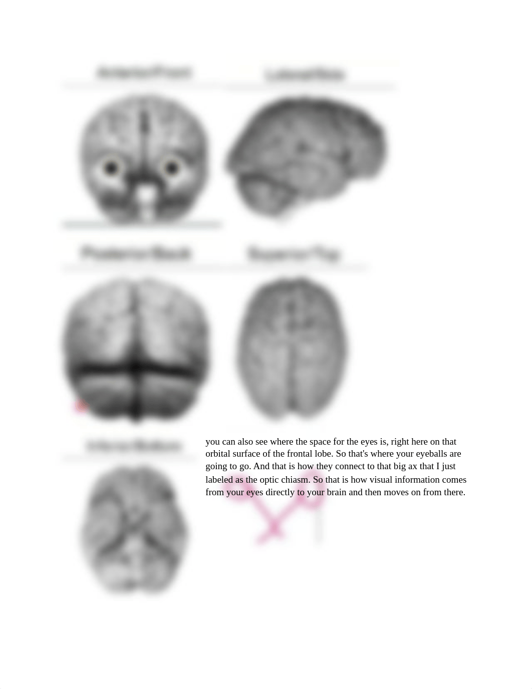 Neurology week 1.docx_d61mc09vgmn_page2